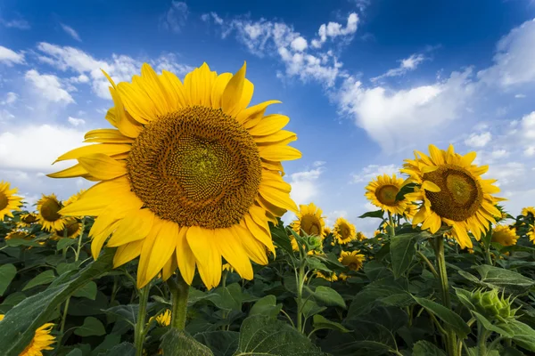 Bloeiende zonnebloemen onder mooie hemel — Stockfoto