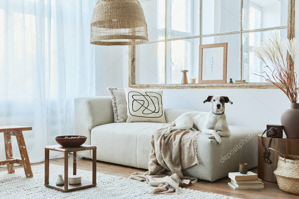 Stylish interior of living room with design modular sofa, furniture, coffee table, rattan decoration, dried flowers and elegant accessories in modern home decor. Beautiful dog lying on the sofa.