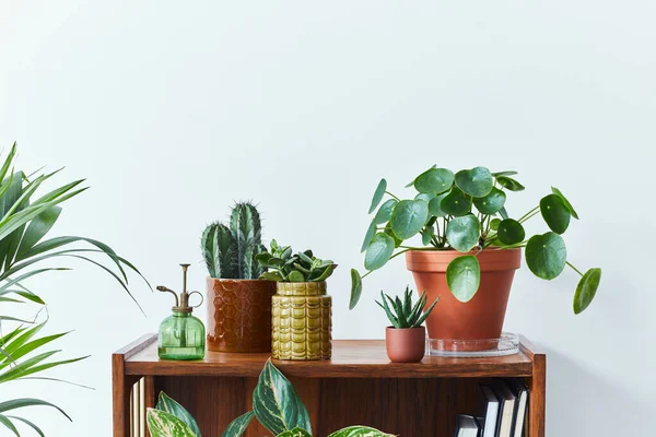 Composição Elegante Interior Home Jardim Encheu Muitas Plantas Bonitas Cactos — Fotografia de Stock