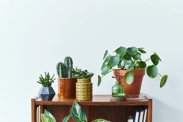 Composizione Elegante Interno Giardino Familiare Riempito Molte Belle Piante Cactus — Foto Stock