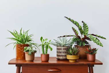 Ev bahçesinin iç kısımlarının şık kompozisyonu bir sürü güzel bitki, kaktüs, sulu bitki ve farklı tasarım kaplarında hava bitkileri barındırıyordu. Ev bahçesi konsepti ev ormanı. Makarayı kopyala. Şablon