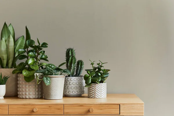 Stylish Composition Home Garden Interior Filled Lot Beautiful Plants Cacti — Stock Photo, Image