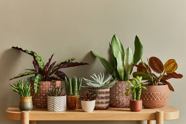 Stylové Složení Interiéru Domácí Zahrady Naplnilo Spoustu Krásných Rostlin Kaktusů — Stock fotografie