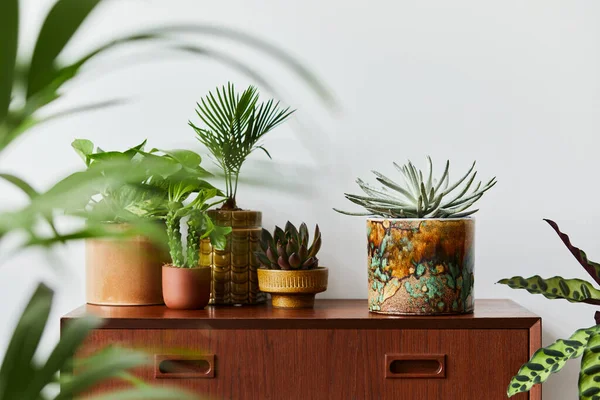 Stilvolle Komposition Von Hausgarten Interieur Gefüllt Viele Schöne Pflanzen Kakteen — Stockfoto