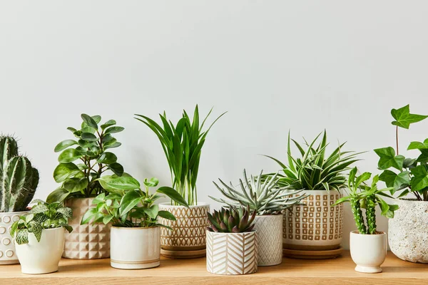 Composição Elegante Interior Home Jardim Encheu Muitas Plantas Bonitas Cactos — Fotografia de Stock