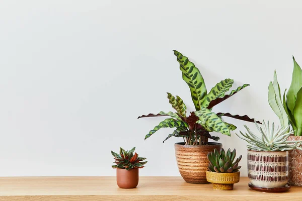 Composição Elegante Interior Home Jardim Encheu Muitas Plantas Bonitas Cactos — Fotografia de Stock