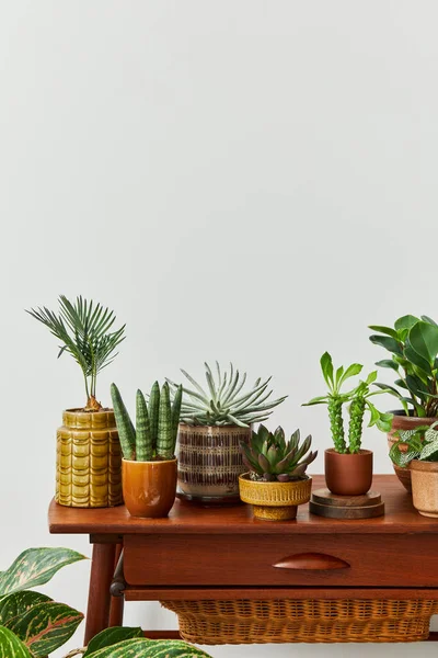 Composizione Elegante Interno Giardino Familiare Riempito Molte Belle Piante Cactus — Foto Stock