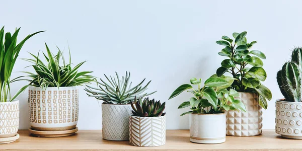 Composição Elegante Interior Home Jardim Encheu Muitas Plantas Bonitas Cactos — Fotografia de Stock