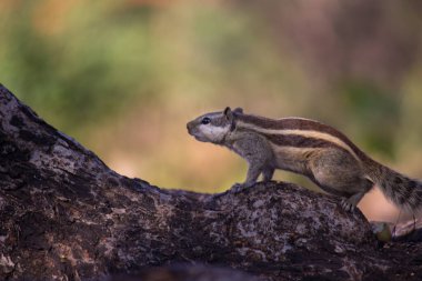 Sincaplar Sciuridae familyasının küçük ya da orta büyüklükteki kemirgenleri içeren bir ailesidir. Sincap familyasına ağaç sincapları, yer sincapları, sincaplar, dağ sıçanları, uçan sincaplar ve diğer kemirgenler arasında çayır köpekleri de dahildir.