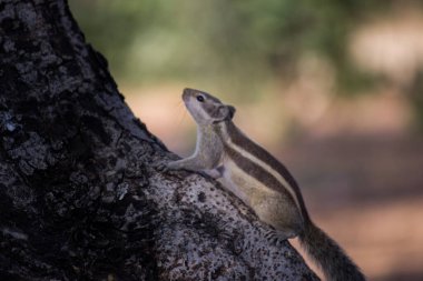 Sincaplar Sciuridae familyasının küçük ya da orta büyüklükteki kemirgenleri içeren bir ailesidir. Sincap familyasına ağaç sincapları, yer sincapları, sincaplar, dağ sıçanları, uçan sincaplar ve diğer kemirgenler arasında çayır köpekleri de dahildir.