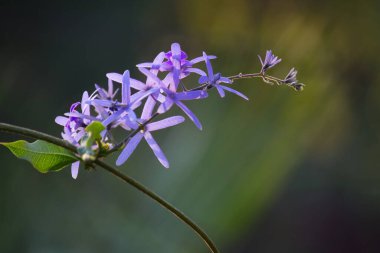 Doğal arka planda bir çiçek ilkbahar zamanı doğal ışığın yansıması olarak çiçek açar.