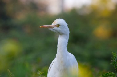 Haydarabad Hindistan 'daki parktaki doğal ortamında Egret Sığırı ya da Bubulcus Ibis olarak bilinir. 