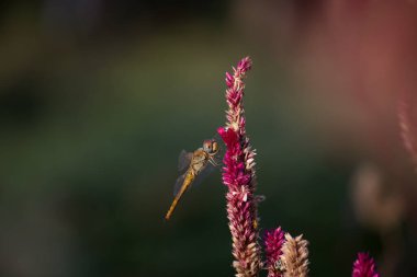 Güzel Dragonfly Celosia 'ya tünemiş ya da Horoz' un tarağı çiçeğinin yumuşak bulanık arka planında