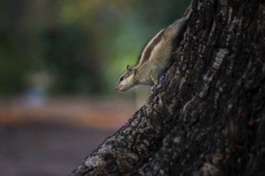 Sincaplar Sciuridae familyasının küçük ya da orta büyüklükteki kemirgenleri içeren bir ailesidir. Sincap familyasına ağaç sincapları, yer sincapları, sincaplar, dağ sıçanları, uçan sincaplar ve diğer kemirgenler arasında çayır köpekleri de dahildir.