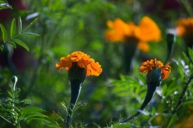 Tagetes, Asteraceae familyasından yıllık veya uzun ömürlü bir bitki cinsidir. İngilizcede kadife çiçeği olarak bilinen çeşitli bitki grupları arasındadırlar. Tagetes cinsi Carl Linnaeus tarafından 1753 yılında tanımlanmıştır..
