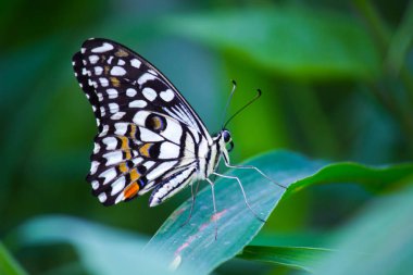 Papilio demoleus yaygın ve yaygın bir kırlangıç kelebeğidir. Kelebek ayrıca limon kelebeği, limon kelebeği, limon kırlangıcı ve kareli kırlangıç olarak da bilinir. Bu yaygın isimler ev sahibi bitkilere gönderme yapar, 