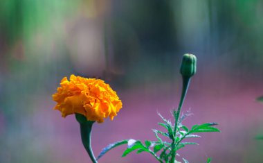 Tagetes, Asteraceae familyasından yıllık veya uzun ömürlü bir bitki cinsidir. İngilizcede kadife çiçeği olarak bilinen çeşitli bitki grupları arasındadırlar. Tagetes cinsi Carl Linnaeus tarafından 1753 yılında tanımlanmıştır..