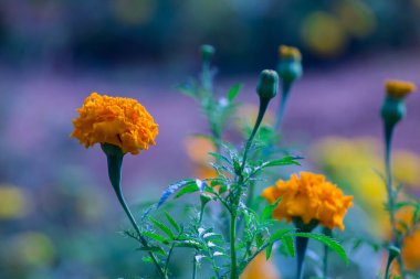 Tagetes, Asteraceae familyasından yıllık veya uzun ömürlü bir bitki cinsidir. İngilizcede kadife çiçeği olarak bilinen çeşitli bitki grupları arasındadırlar. Tagetes cinsi Carl Linnaeus tarafından 1753 yılında tanımlanmıştır..