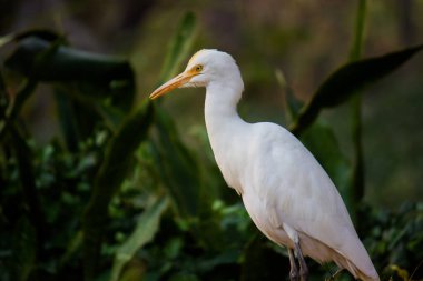 Haydarabad Hindistan 'daki parktaki doğal ortamında Egret Sığırı ya da Bubulcus Ibis olarak bilinir. 