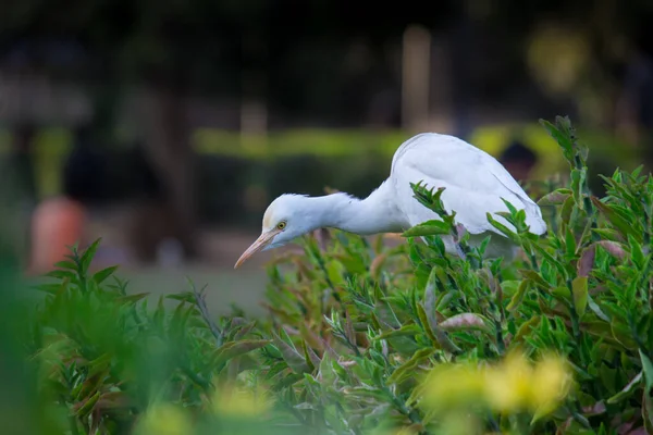 Kuhreiher Oder Bubulcus Ibis Seiner Natürlichen Umgebung Park Von Hyderabad — Stockfoto