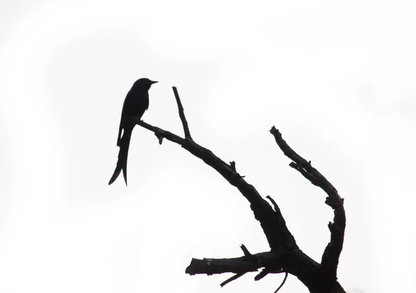 Black Drongo Dicrurus Macrocercus Sedí Vrcholku Stromu Větev Bílém Pozadí — Stock fotografie