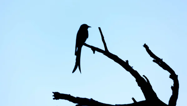 Black Drongo Dicrurus Macrocercus Sittign Tree Top Branch Blue Sky — Stock Photo, Image