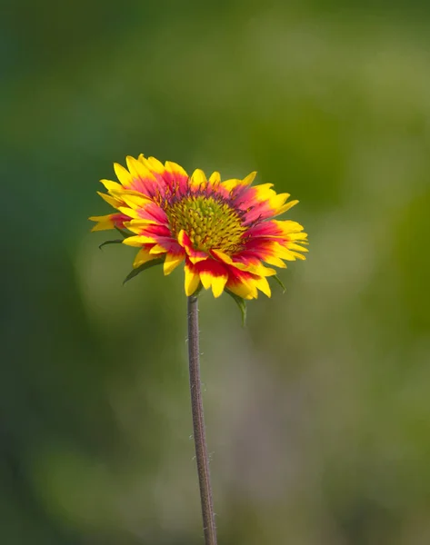 Gaillardia Aristata Flor Blancket Flor Amarela Vermelha Plena Floração Parque — Fotografia de Stock