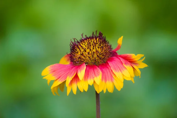 Gaillardia Aristata Flor Blanca Flor Roja Amarilla Plena Floración Parque — Foto de Stock