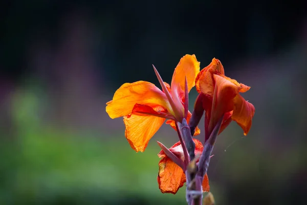 Naranja Canna Indica Flor Indian Shoot Jardín Con Hermoso Fondo — Foto de Stock