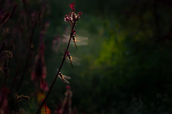 美丽的蜻蜓栖息在翠菊或鸡冠花草上 背景柔和而模糊 — 图库照片