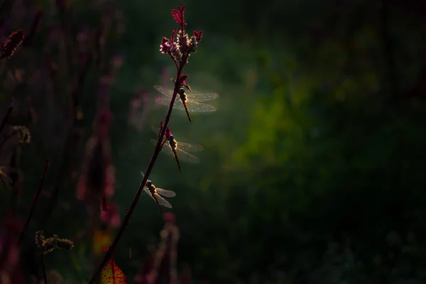 Beautiful Dragonflies Perched Celosia Cock Comb Flower Plant Soft Blurry — Stock Photo, Image