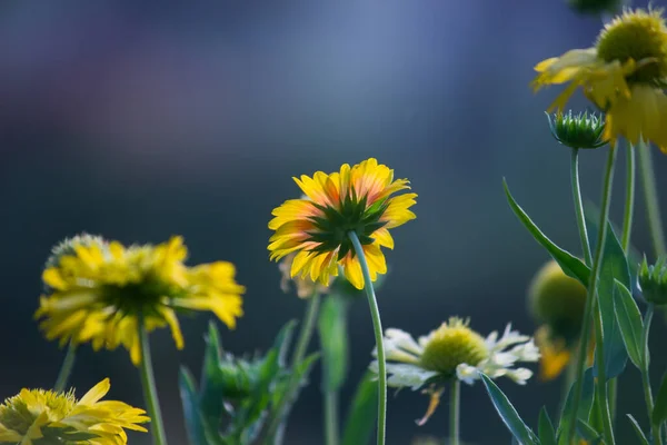 Gaillardia Aristata Flor Blanca Flor Roja Amarilla Plena Floración Parque —  Fotos de Stock