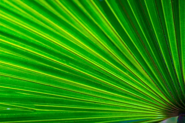 Tropické Deštných Pralesů Listoví Keře Kapradiny Zelené Listy Filodendrony Tropické — Stock fotografie