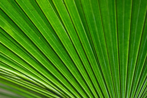 Plantas Follaje Selva Tropical Arbustos Helechos Hojas Verdes Filodendros Hojas —  Fotos de Stock