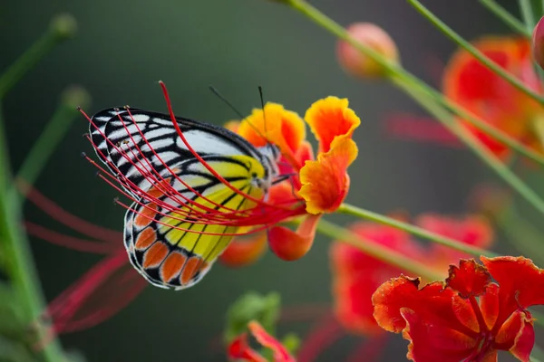 Samica Delias Eucharis Popularna Jezebel Jest Średniej Wielkości Przeszywającym Motylem — Zdjęcie stockowe