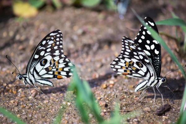 Papilio Demoleus Common Widespread Swallowtail Butterfly Butterfly Also Known Lime — Stock Photo, Image