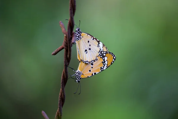 两只白虎蝴蝶在铁丝上交配在柔软的绿色背景下 — 图库照片