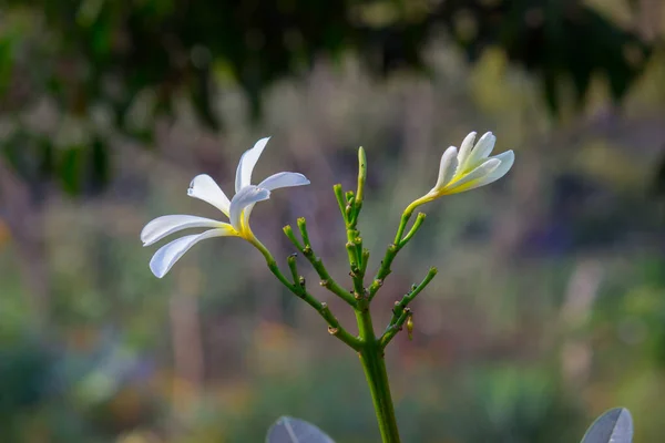 Virág Természetes Természet Háttér Virágzik Tükröződik Természetes Fény Tavasszal — Stock Fotó