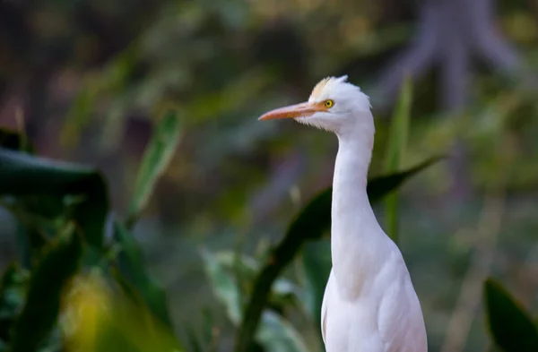 Єгипетська Чапля Egret Або Бузок Ibis Природному Середовищі Парку Хайдарабаді — стокове фото