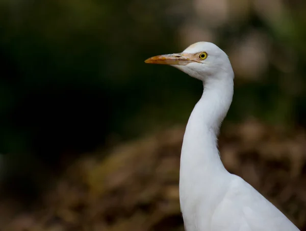 Єгипетська Чапля Egret Або Бузок Ibis Природному Середовищі Парку Хайдарабаді — стокове фото