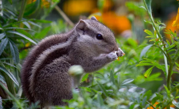 Indian Palm Squirrel Also Known Rodent Chipmunk Eating Flowers Garden — Stock Photo, Image