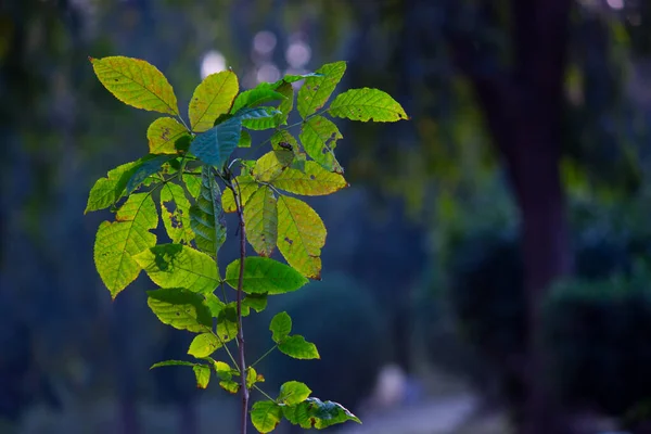 热带热带雨林树叶植物灌木 水仙和热带植物叶子 背景柔软 叶型为绿色 叶型多样 自然模式 森林背景 光合作用和茎 芽系统 — 图库照片