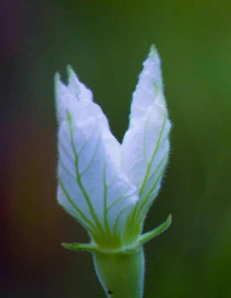 Бутылочный Тыквенный Цветок Калабаш Полном Расцвете Огороде — стоковое фото