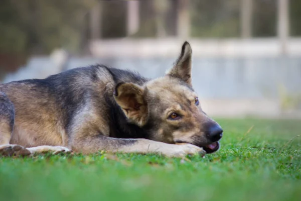 Perro Doméstico Durmiendo Tranquilamente Sobre Hierba Jardín — Foto de Stock