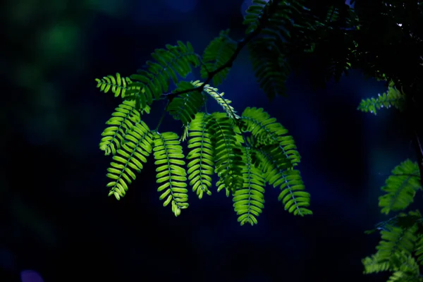 Τροπικά Φυτά Τροπικά Δάση Φυλλώματα Θάμνους Φτέρες Πράσινα Φύλλα Philodendrons — Φωτογραφία Αρχείου