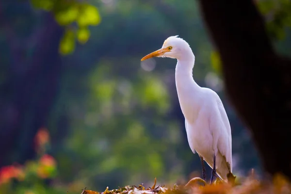 Cattle Egret Known Bubulcus Ibis Its Natural Environment Park Hyderabad — Stock Photo, Image