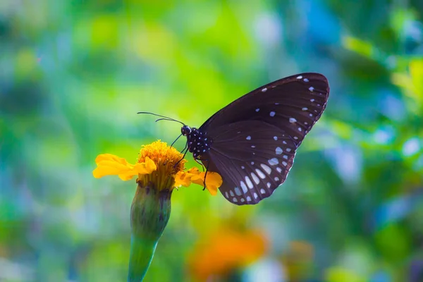 Euploea Core Corbeau Commun Est Papillon Commun Trouvé Asie Sud — Photo