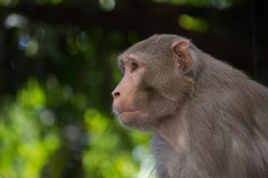 Rhesus makakları kırmızı yüzlü ve kıçlı tanıdık kahverengi primatlardır. Kafalarında kısa kesilmiş saçlar var, bu da onların çok anlamlı yüzlerini vurguluyor..
