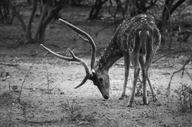 Güneşli kırmızı geyik, cervus elaphus, yaz doğasında kameraya bakan yeni boynuzlu geyik. Kopya alanı olan otçulları yan görüş alanından uyar. Kahverengi kürklü vahşi hayvan saman tarlasında gözcülük yapıyor.