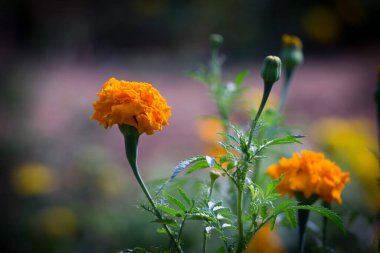   Tagetes, Asteraceae familyasından yıllık veya uzun ömürlü bir bitki cinsidir. İngilizcede kadife çiçeği olarak bilinen çeşitli bitki grupları arasındadırlar. Tagetes cinsi Carl Linnaeus tarafından 1753 yılında tanımlanmıştır..